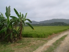 �����кѿ�ʹ�Ҥ����ҵ������Ǻܤ���ޤ�����